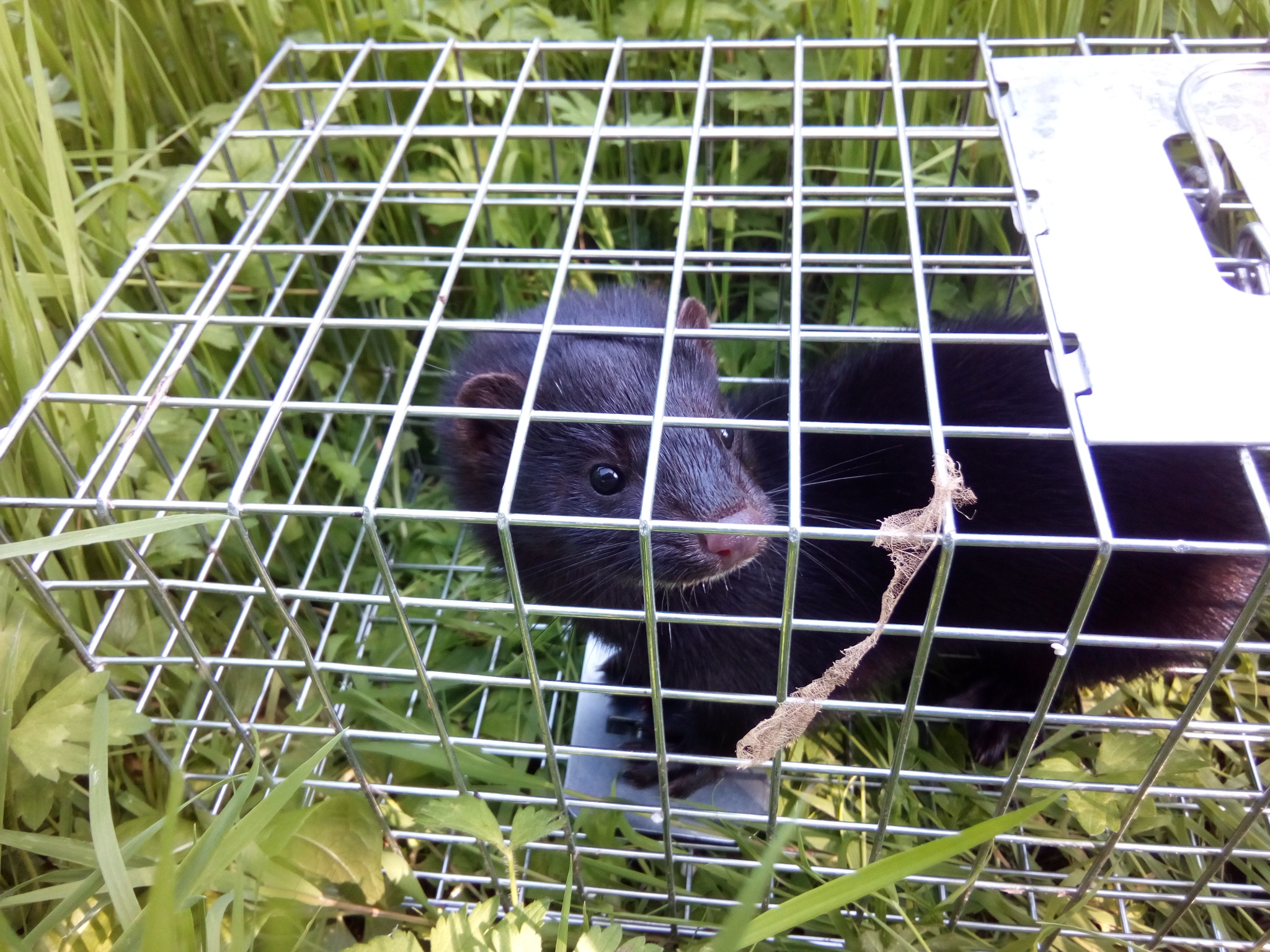 mink in trap