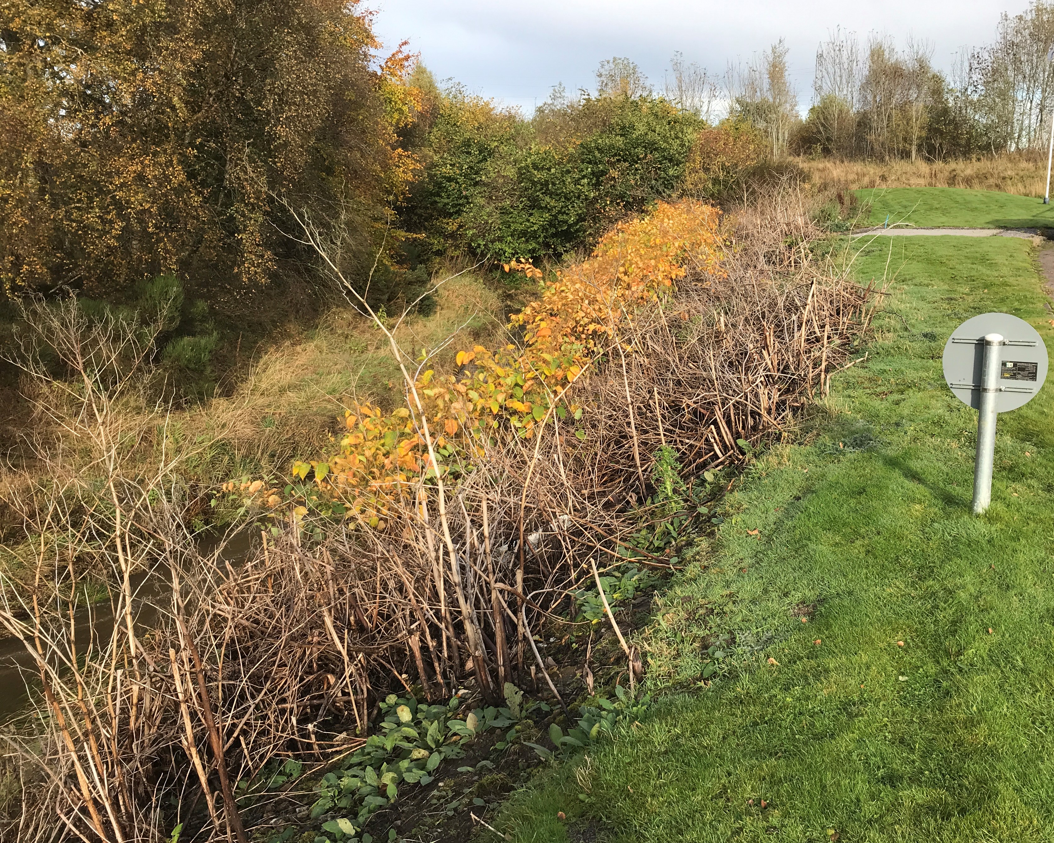 Japanese knotweed on the Sheriff burn in 2020 - after treatment