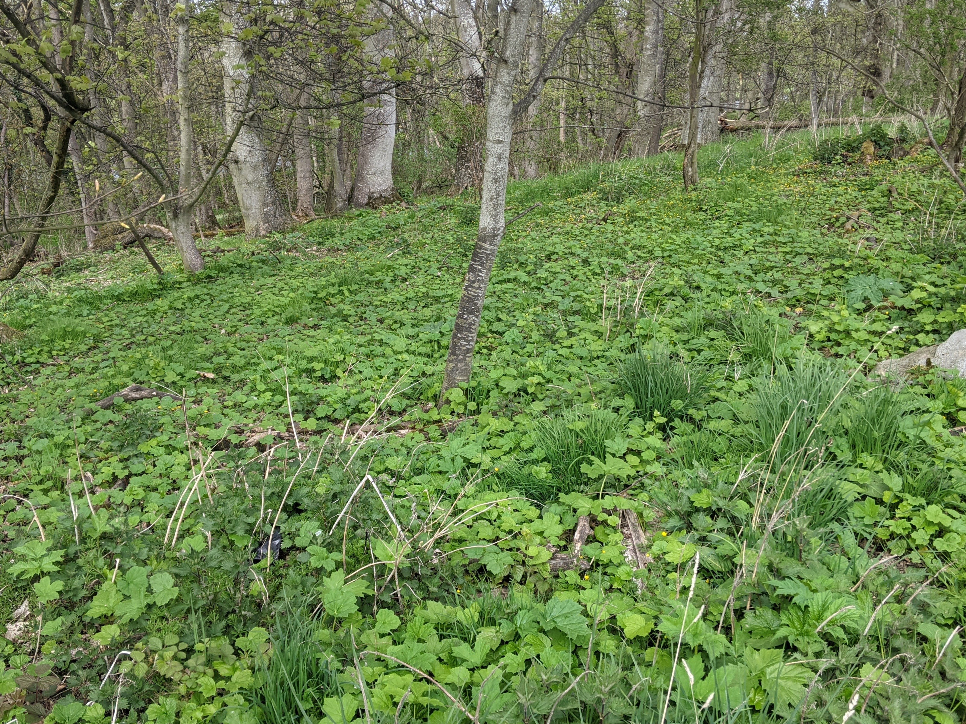 Woodland floor with expansive covering of giant hogweed seedlings