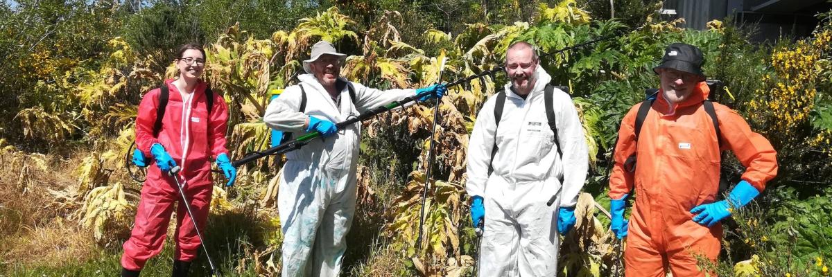 Group of volunteers in front of dying giant hogweed plants