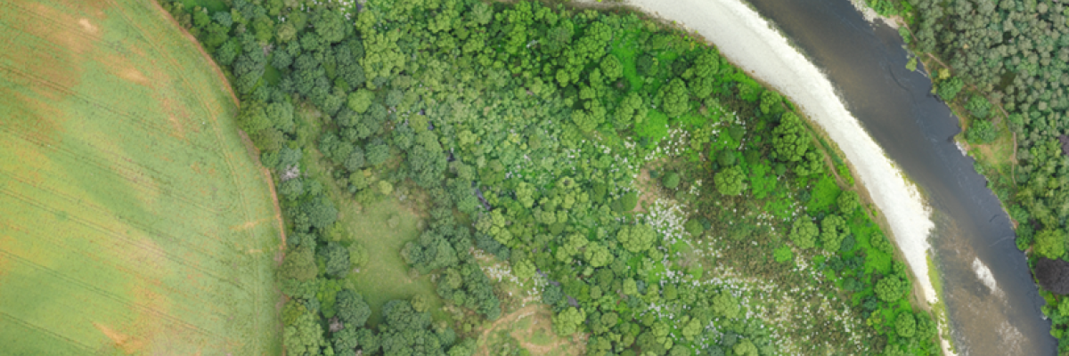 Drone survey photos - giant hogweed at Castle water from above