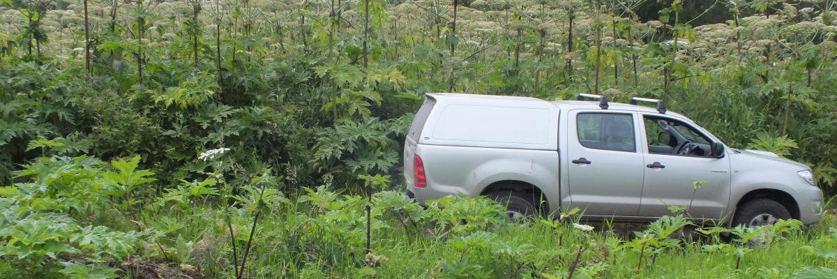 Large giant hogweed pictured next to a truck at Brae Water