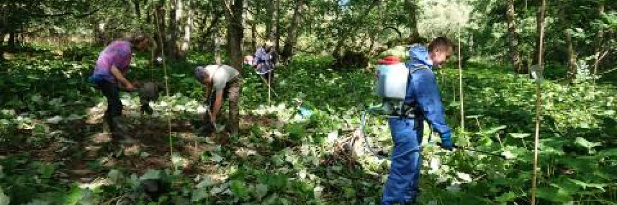 Removal of White Butterbur