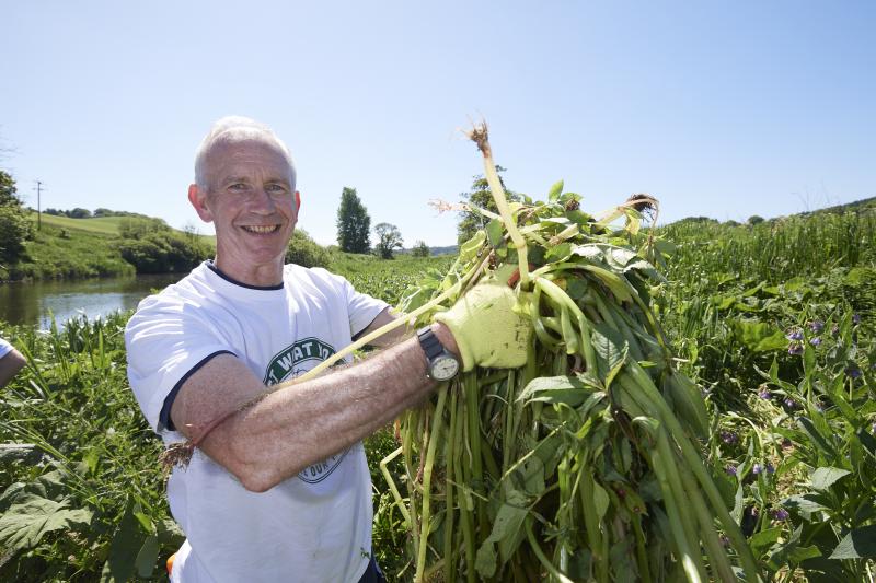 Volunteer with Himalayan balsam