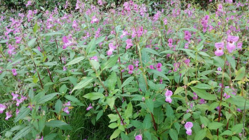 Himalayan balsam Credit Oatsy40