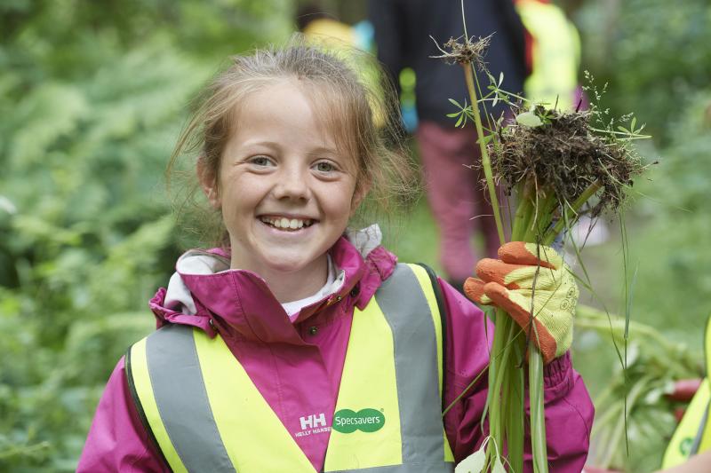 Himalayan balsam