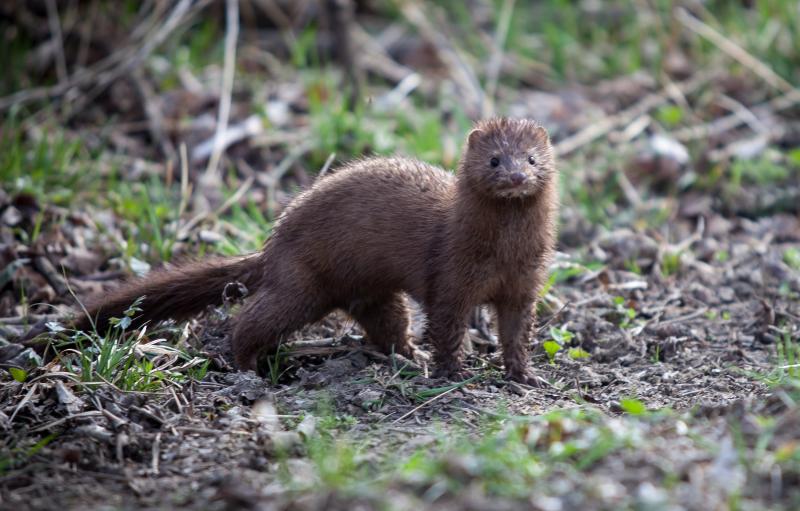 American mink