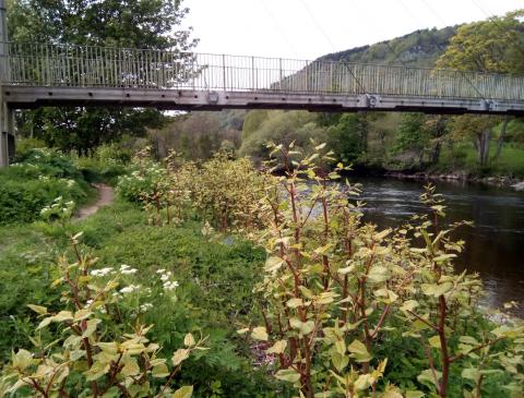 Japanese Knotweed