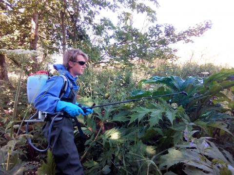 Giant hogweed management