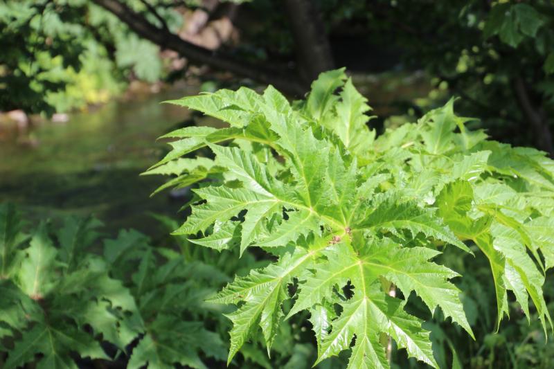 Invasive non-native plant