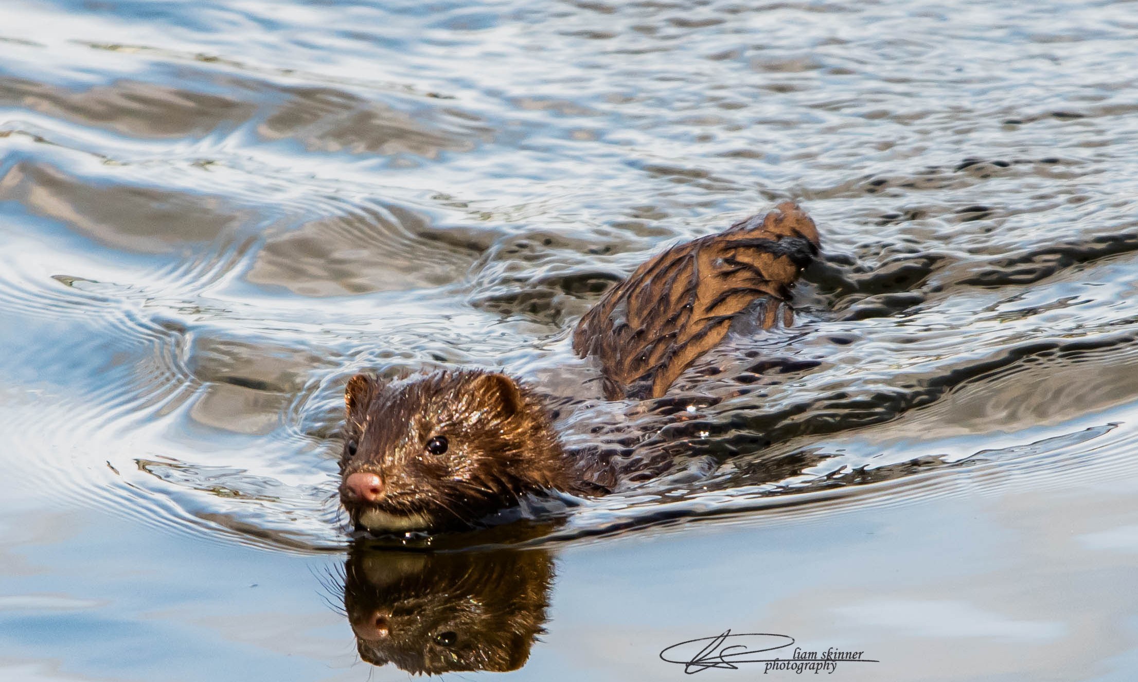 Mink; credit Liam Skinner Photography