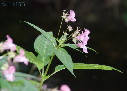 Himalayan balsam