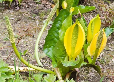 American skunk cabbage. Credit NNSS