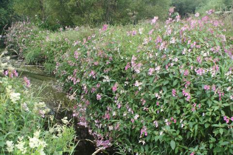 himalayan balsam