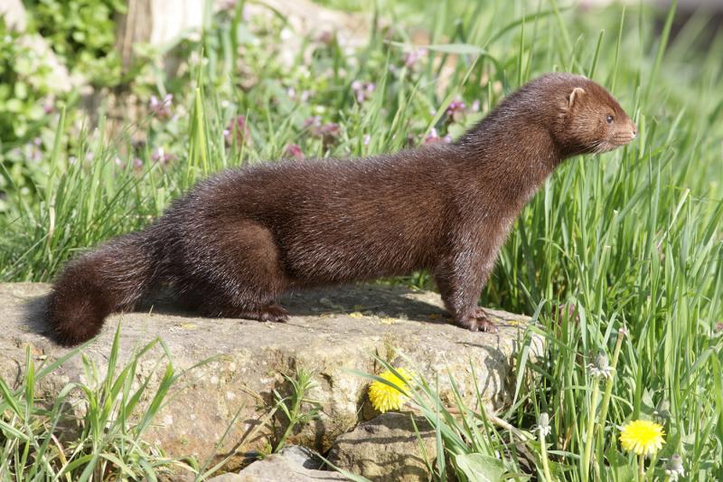 American mink