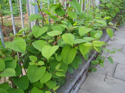 Japanese knotweed growing through pavement