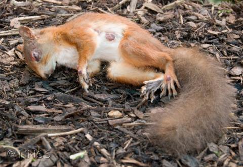 Red squirrel with squirrel pox virus