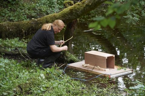 Mink raft on water