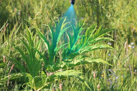 spraying giant hogweed