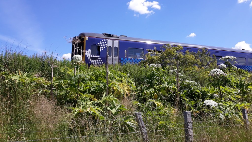 railway hogweed