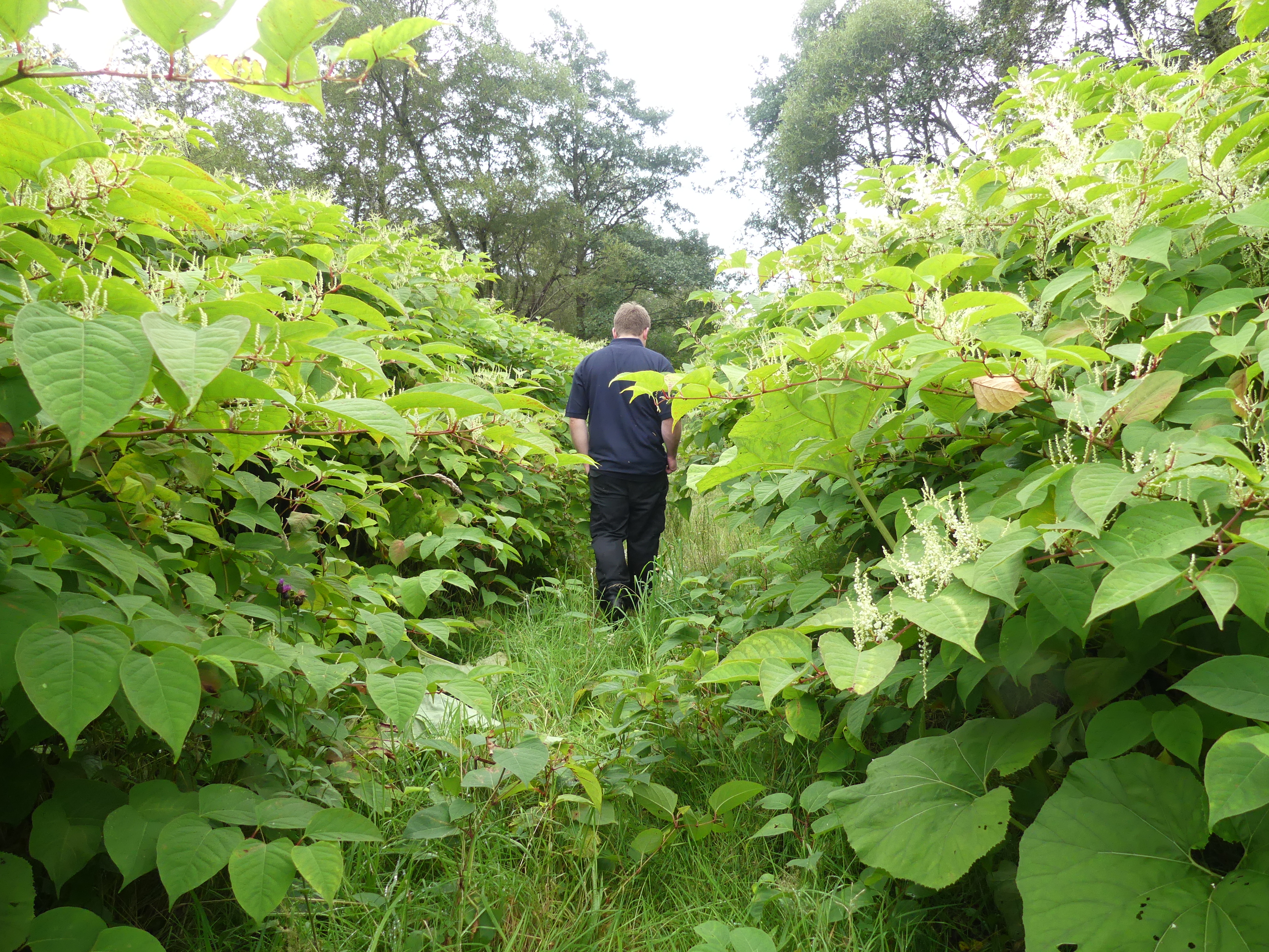 knotweed