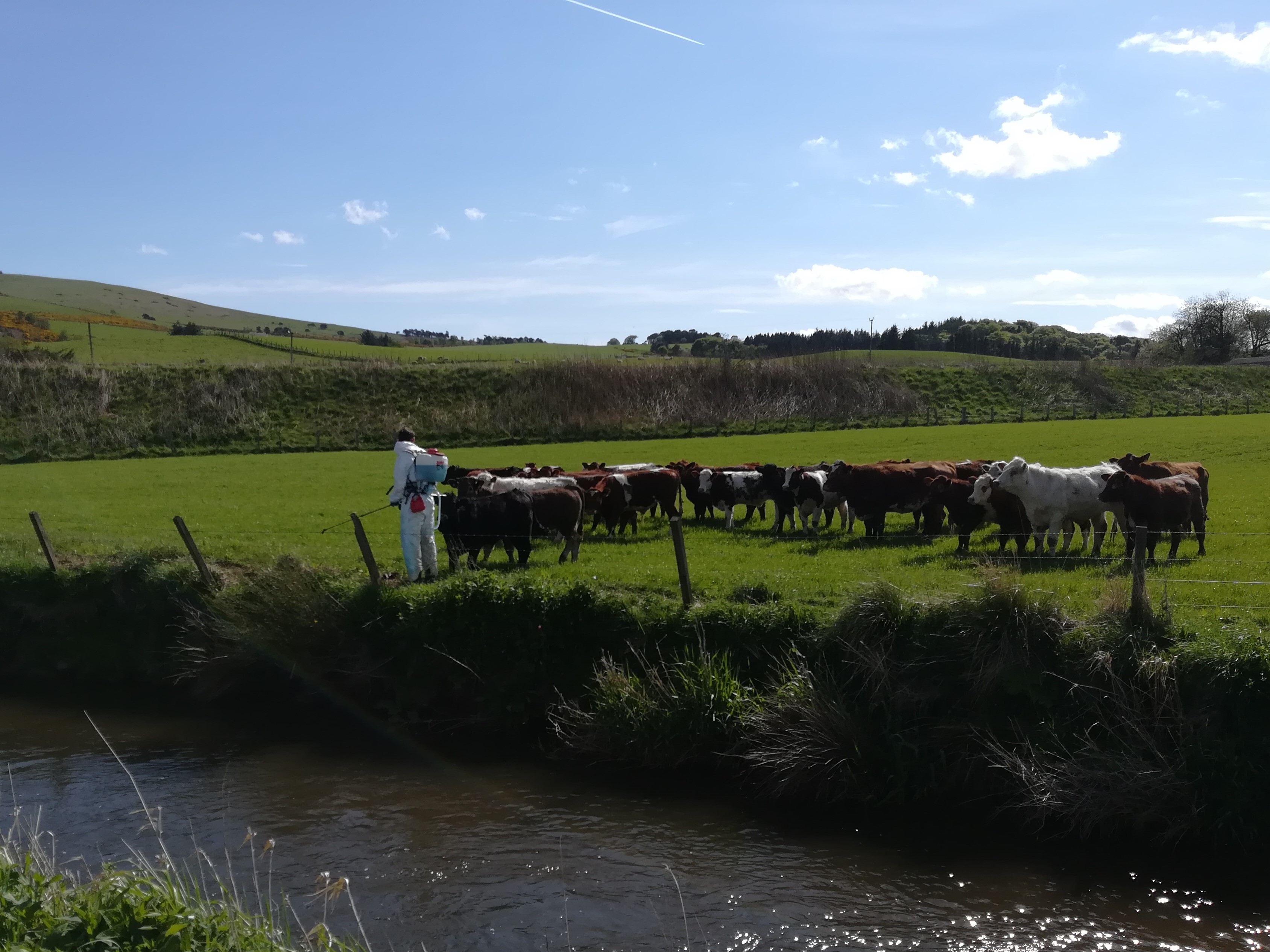 field of cows