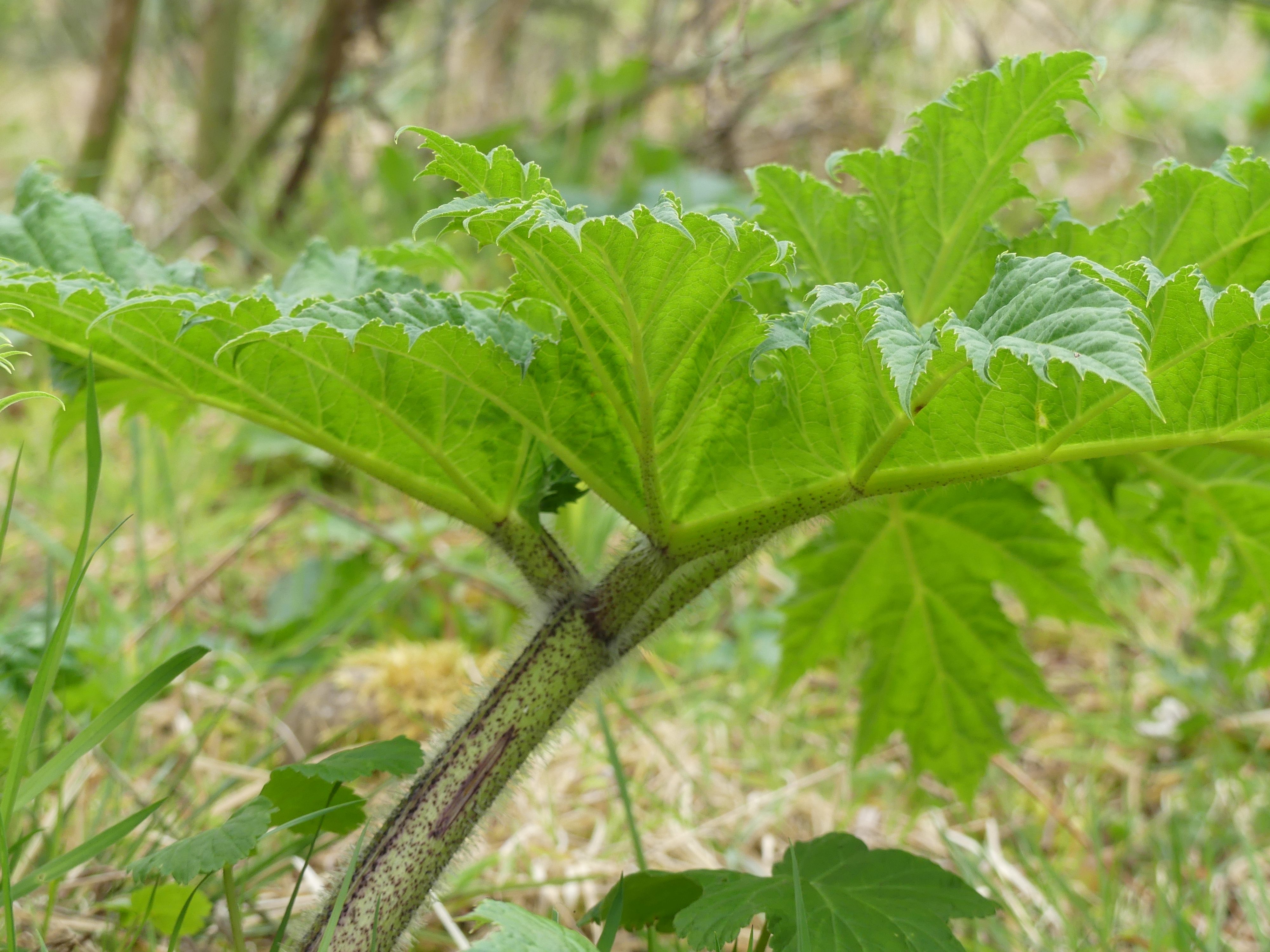 hogweed