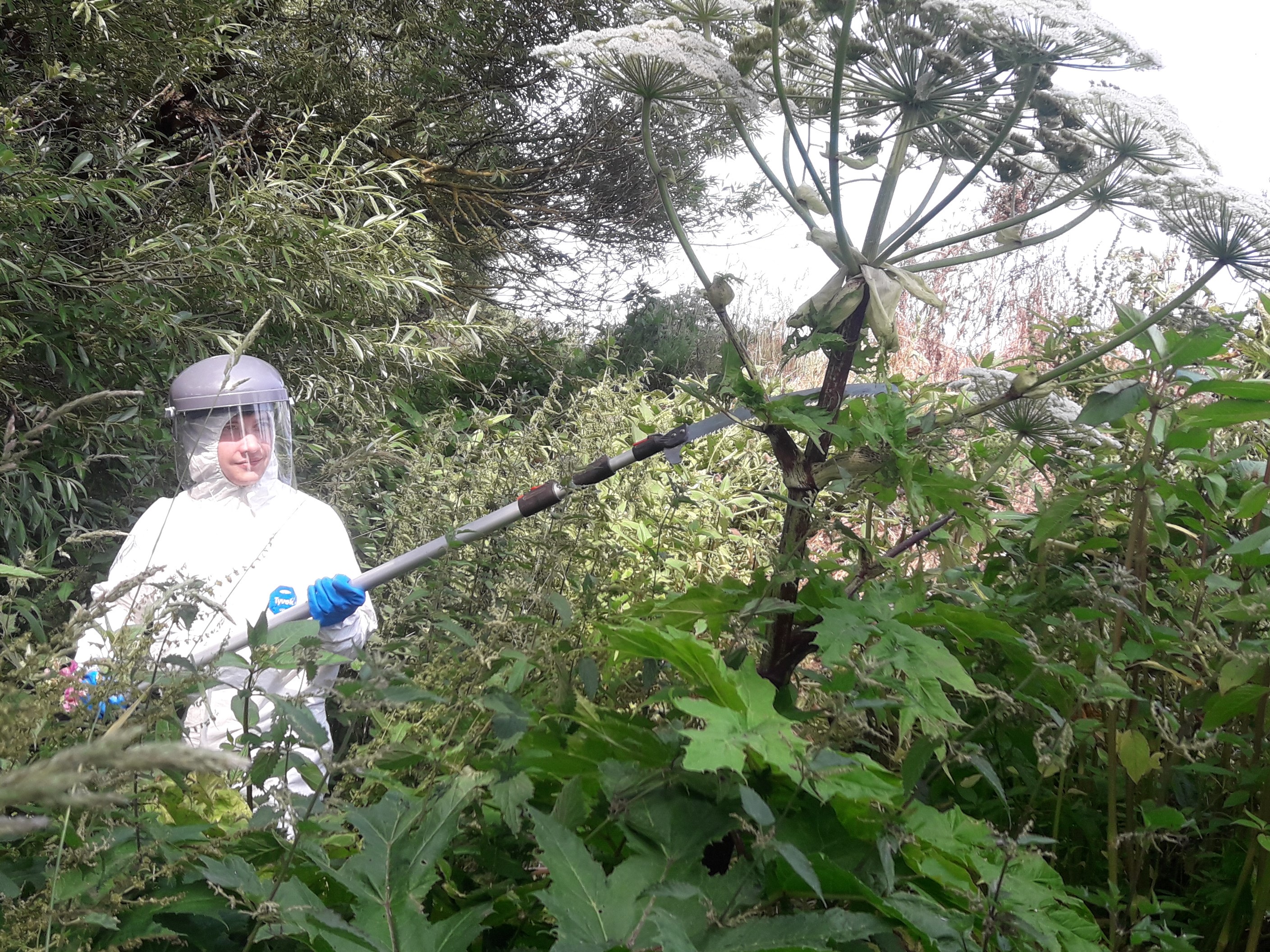 cutting hogweed