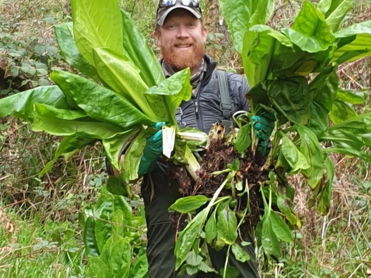 skunk cabbage