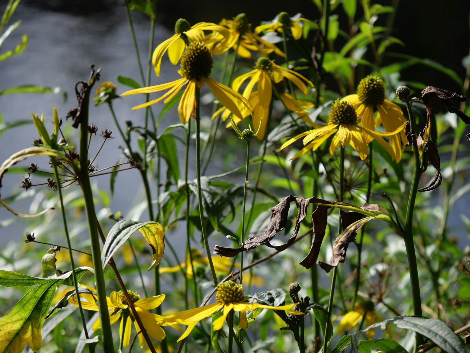 coneflower