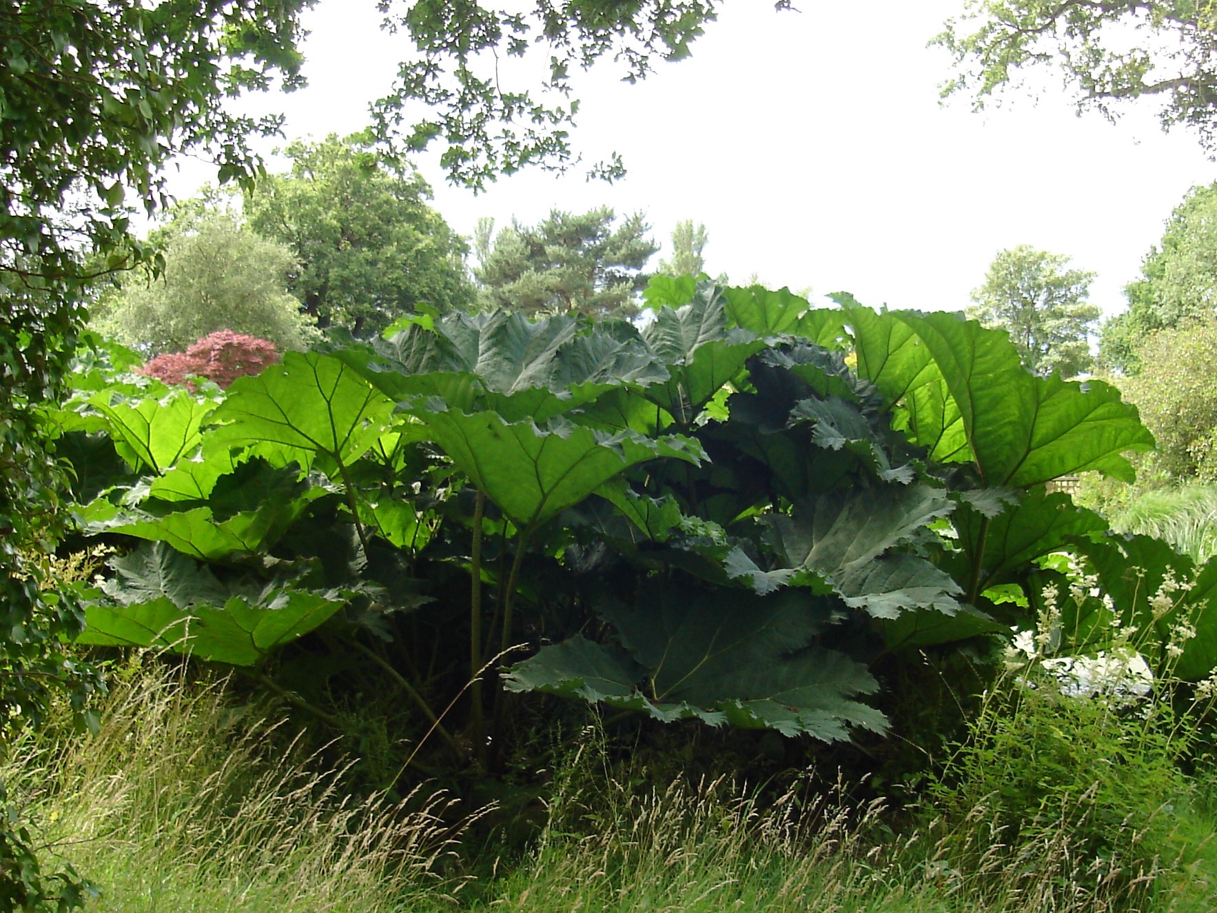 gunnera