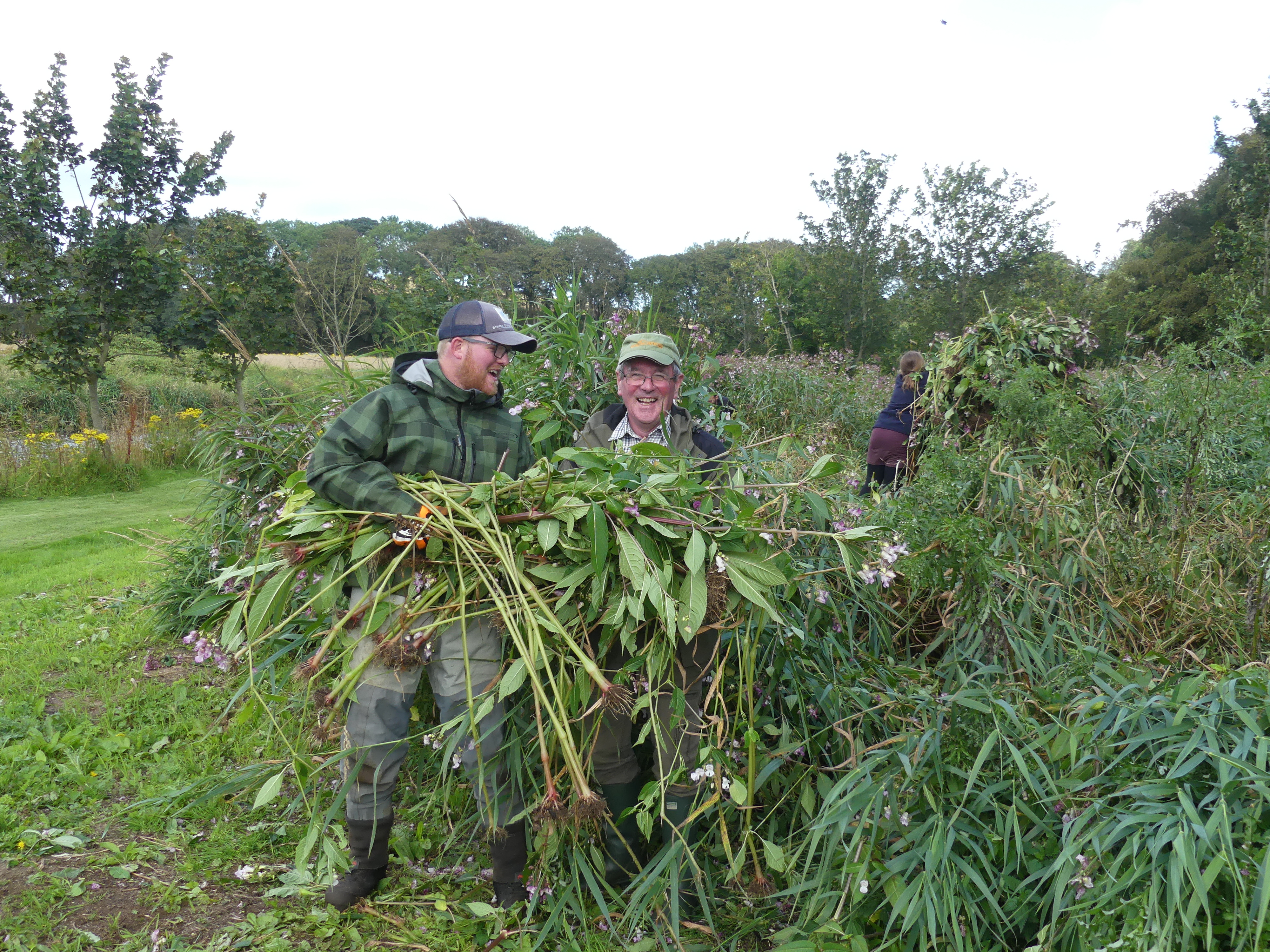 pulling balsam