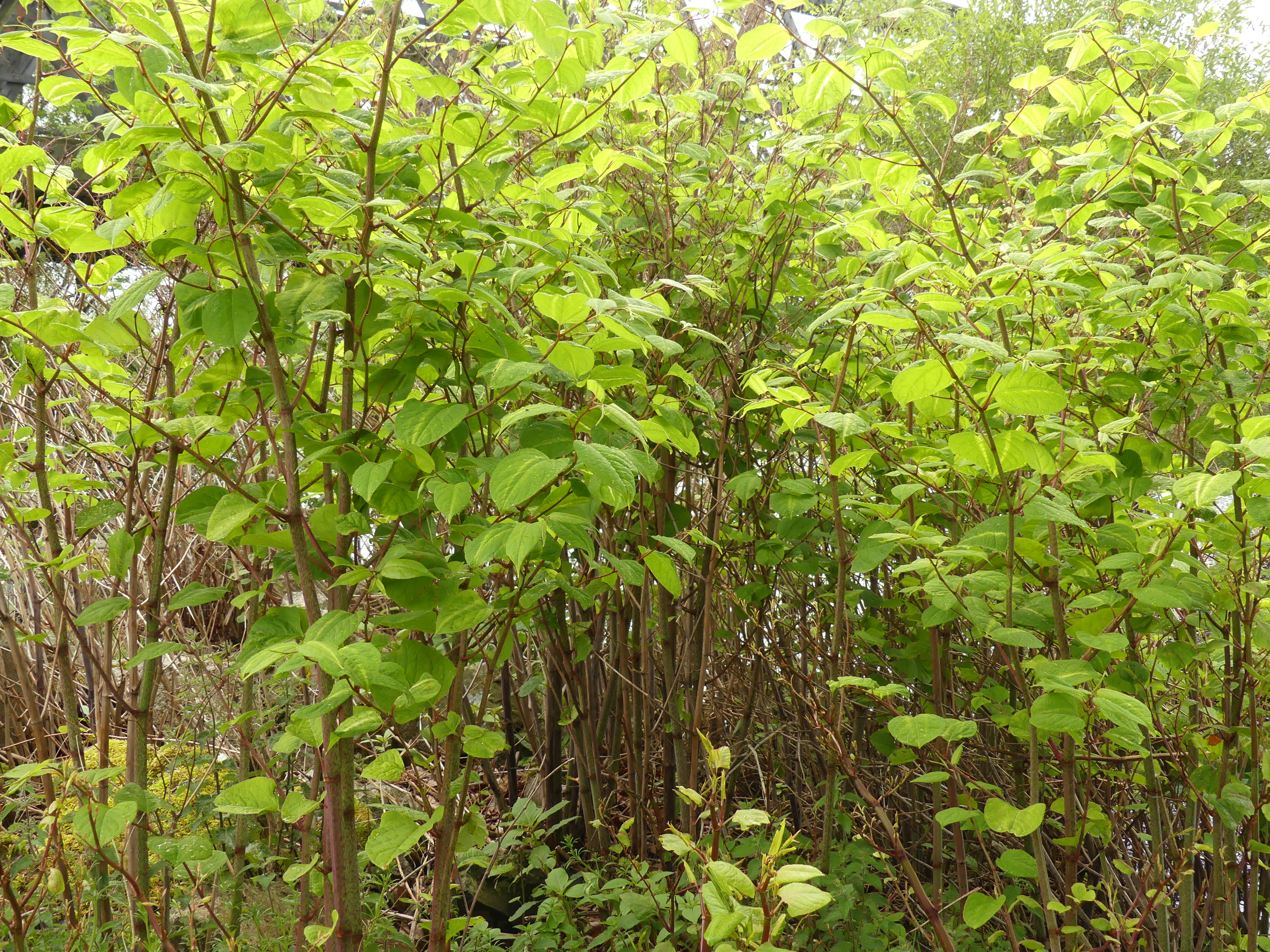 knotweed