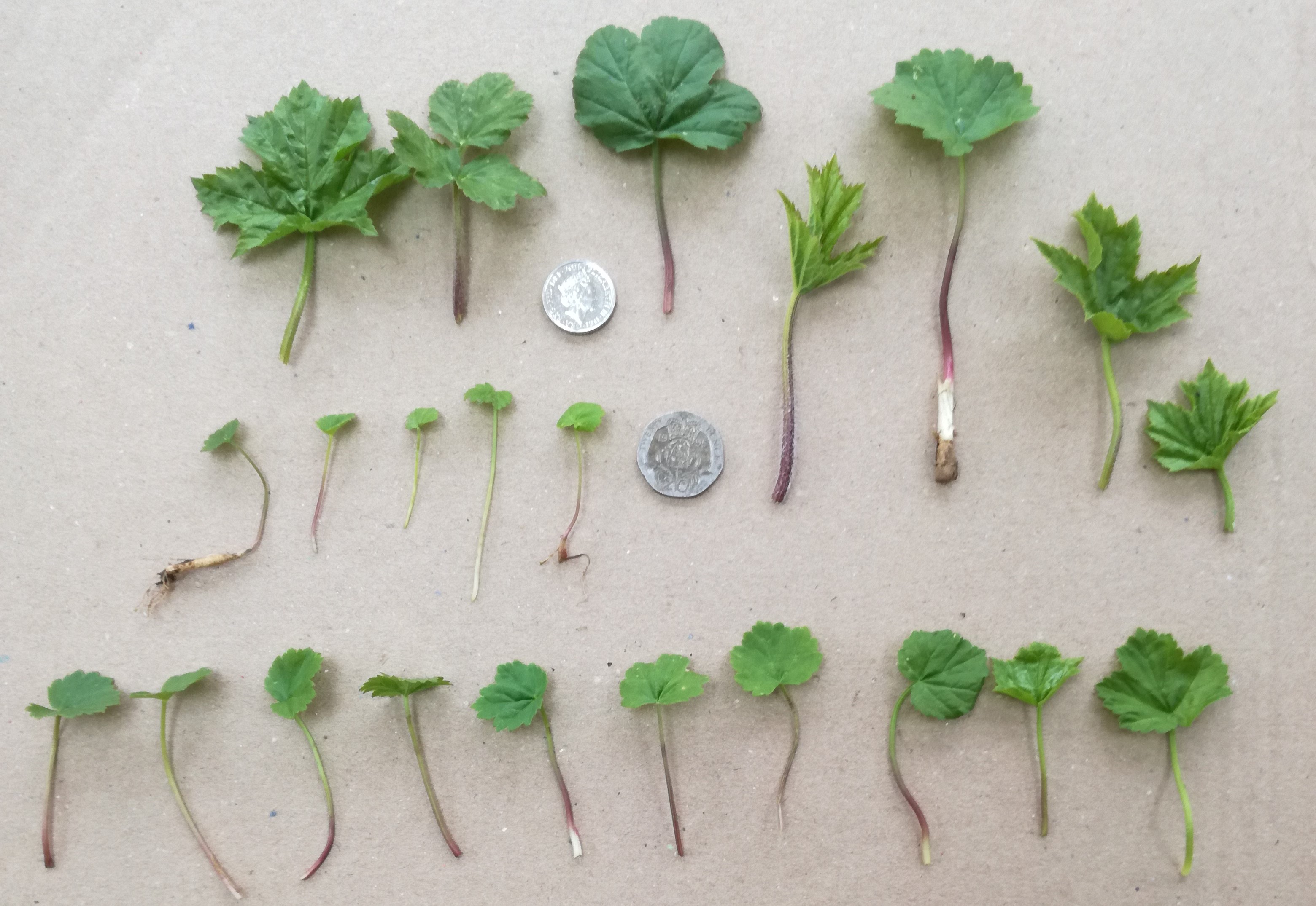 giant hogweed seedlings of various size and morphology