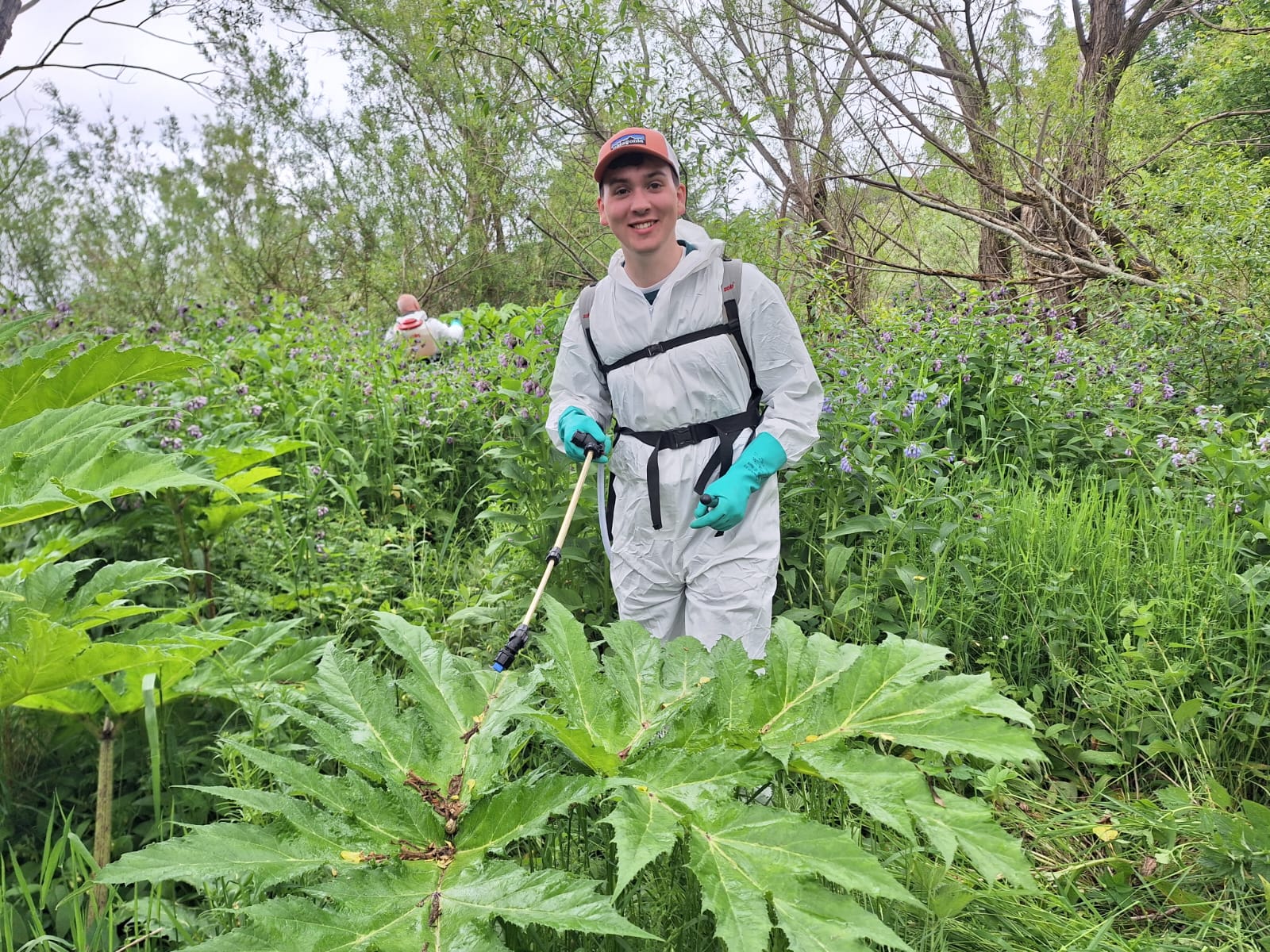 Volunteer spraying hogweed