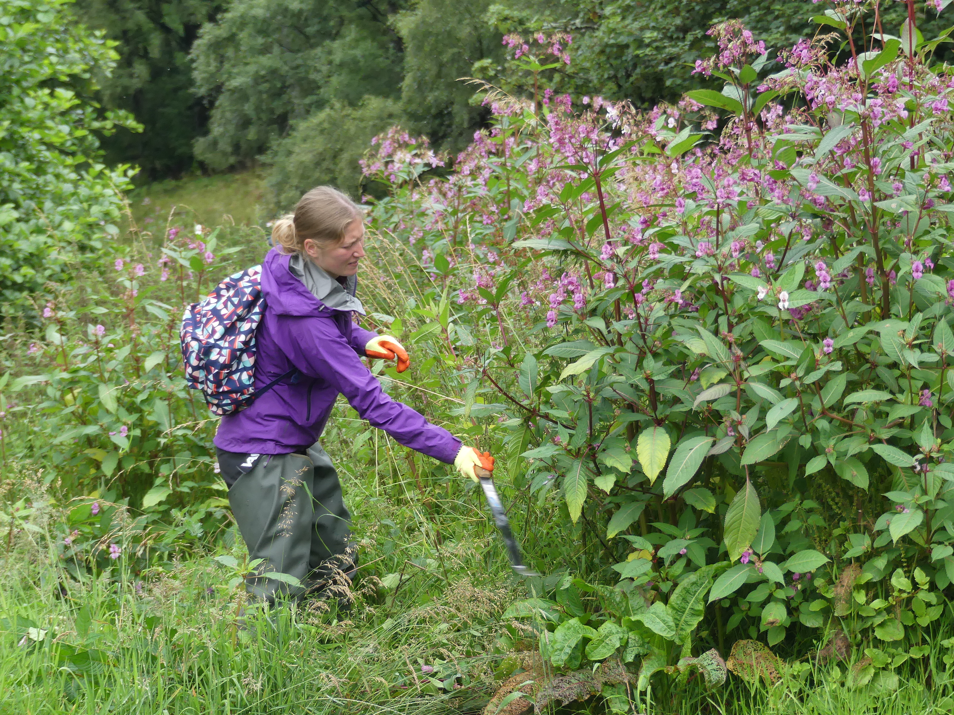 volunteer removing Himalayan balsam
