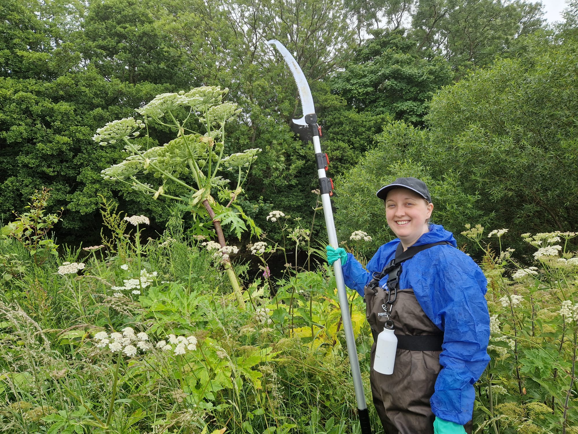Volunteer holding an extendable saw in front of a giant hogweed flower