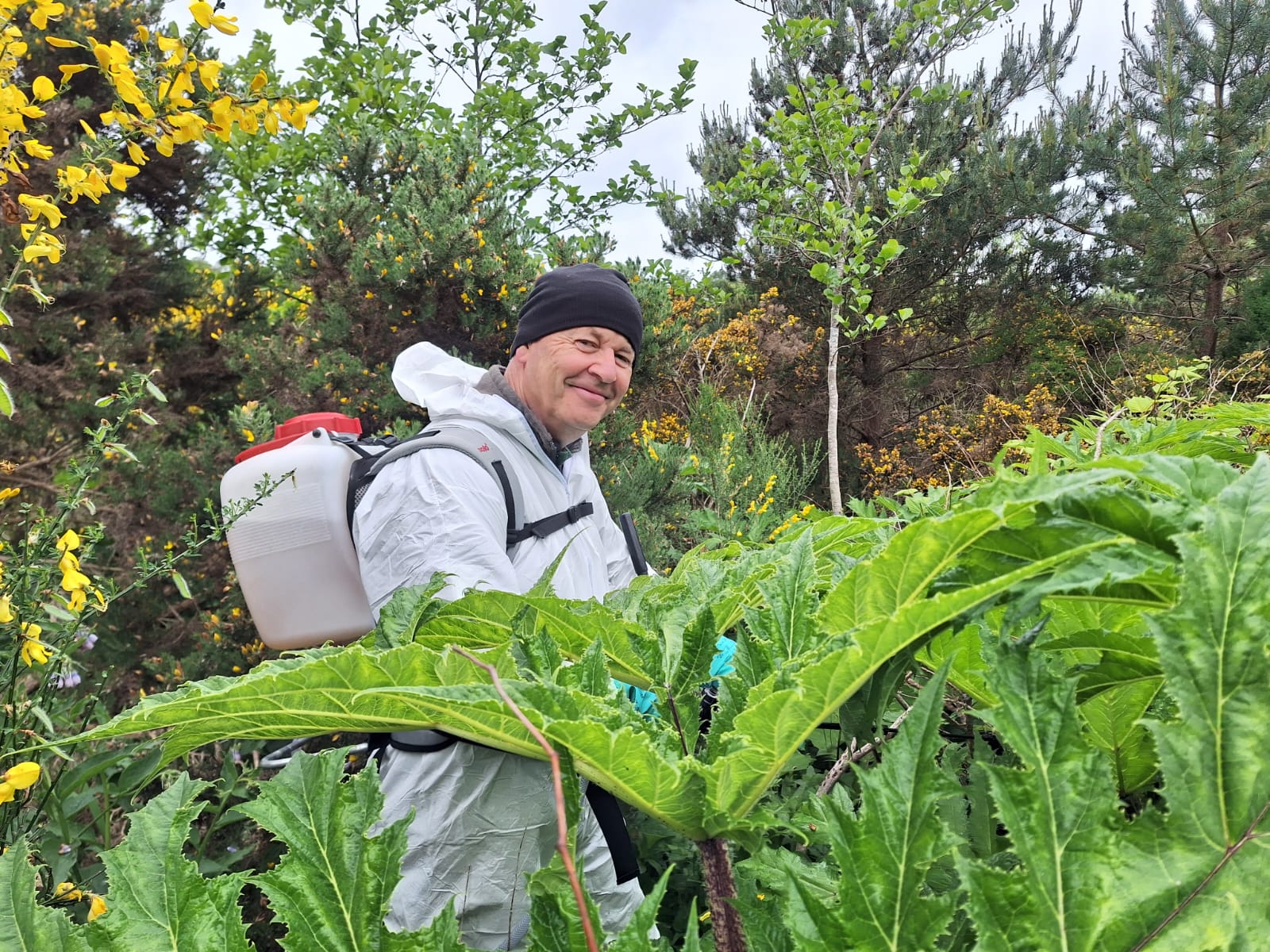 A volunteer in a spray suit stands behind a large giant hogweed leaf