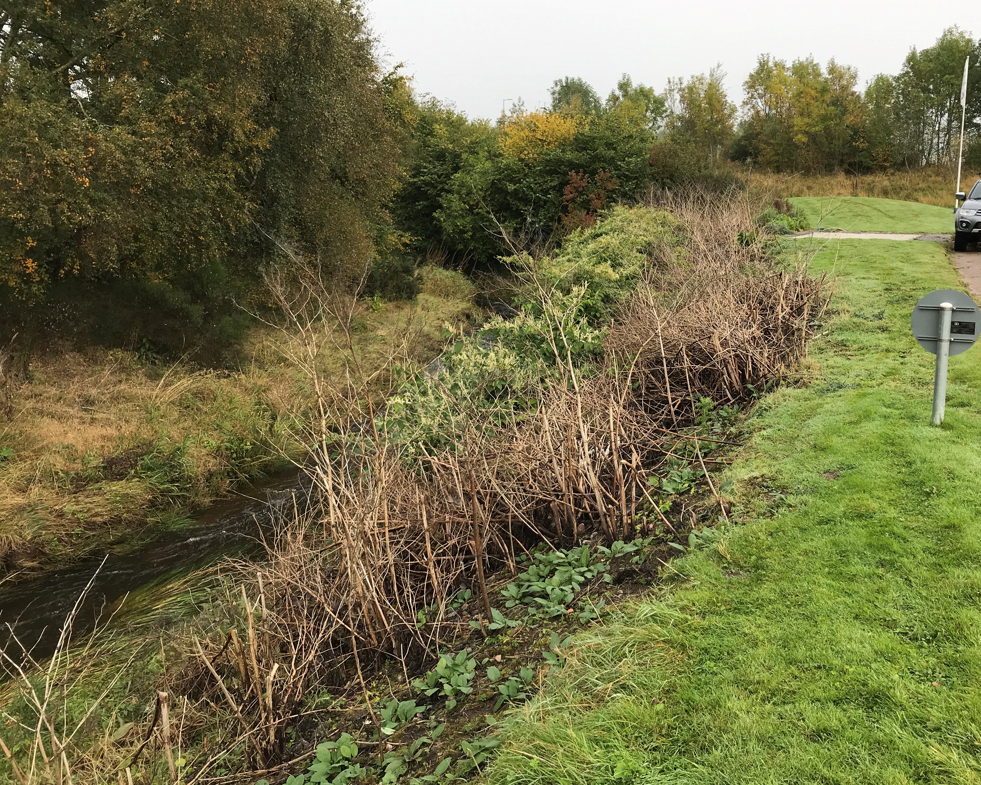 Japanese knotweed on the Sheriff burn in 2020 - before treatment