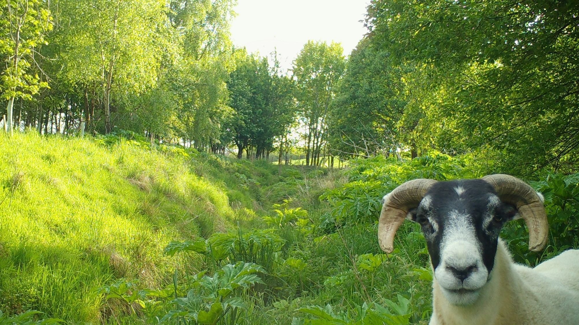 Sheep starting directly at camera in front of field with hogweed plants