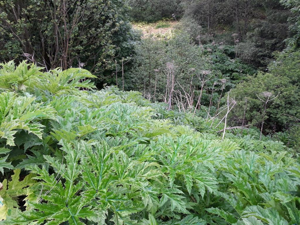 Giant hogweed 