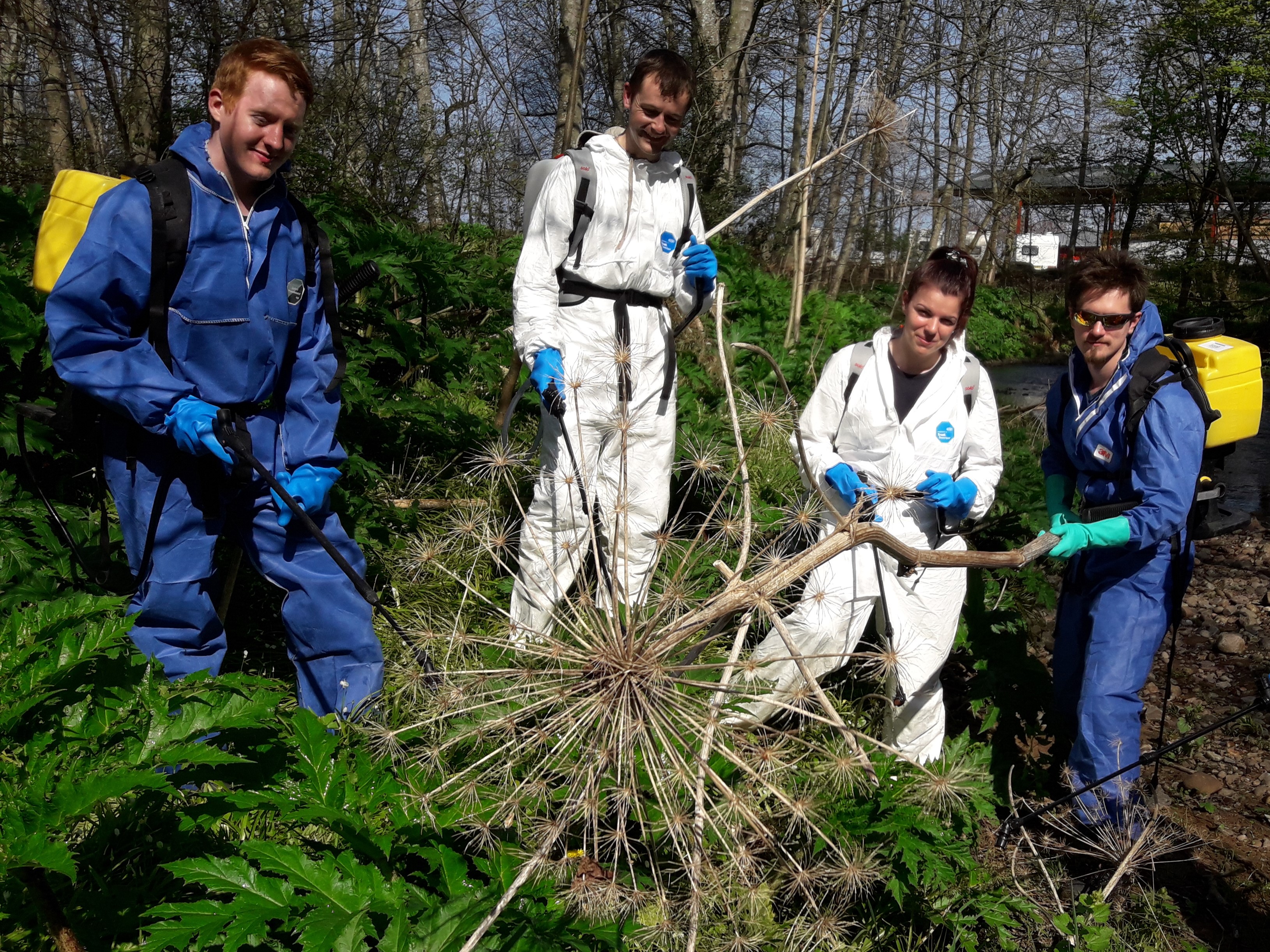 Group of volunteers holding dead giant hogweed plant