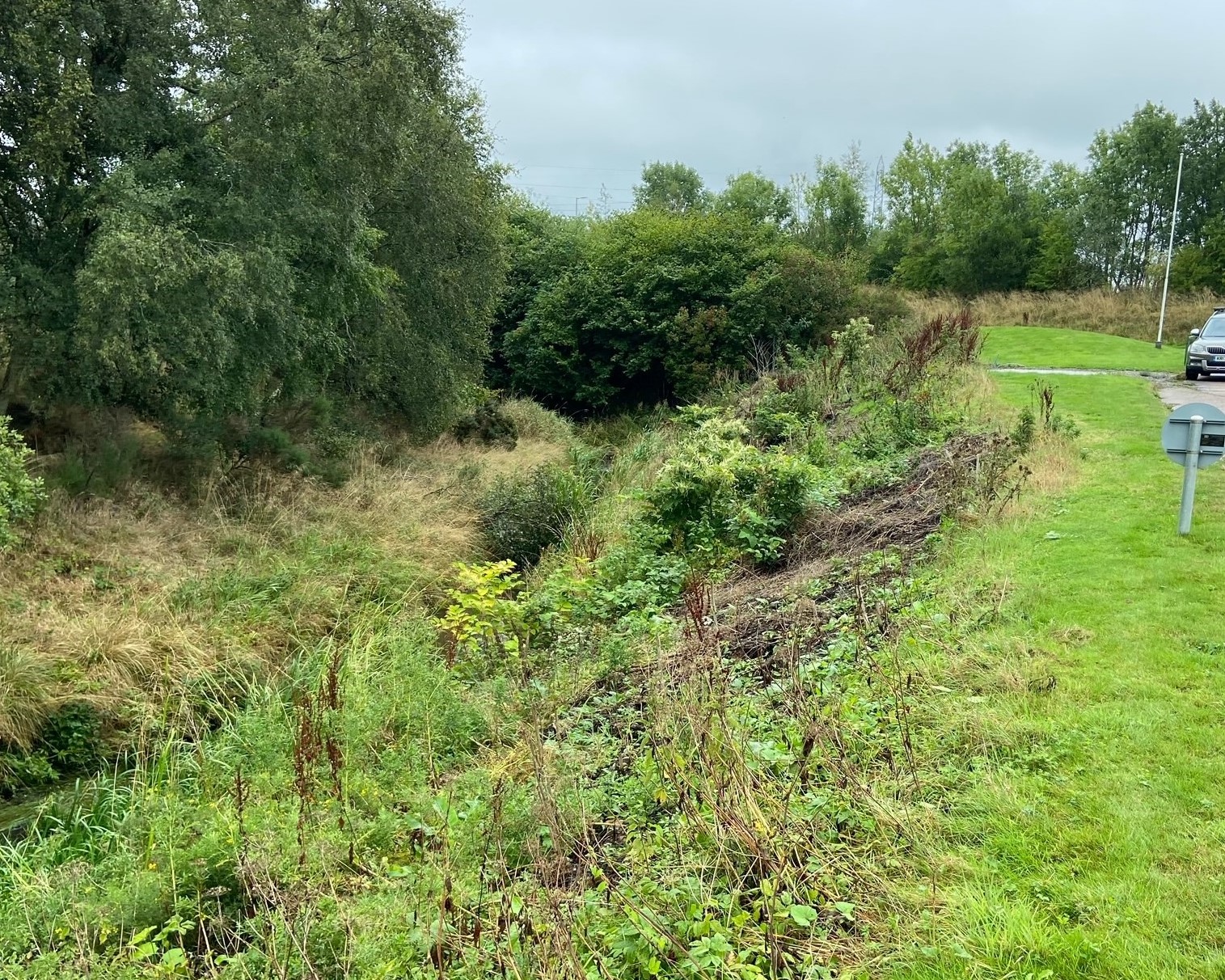 Japanese knotweed on the Sheriff burn in 2021 - before treatment