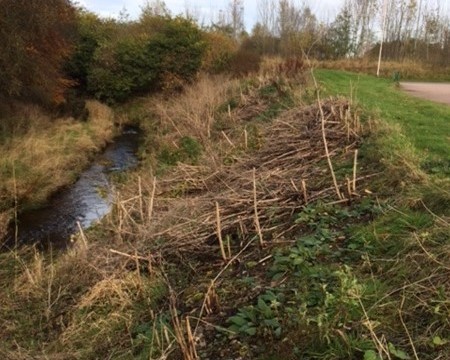 Japanese knotweed on the Sheriff burn in 2021 - after treatment