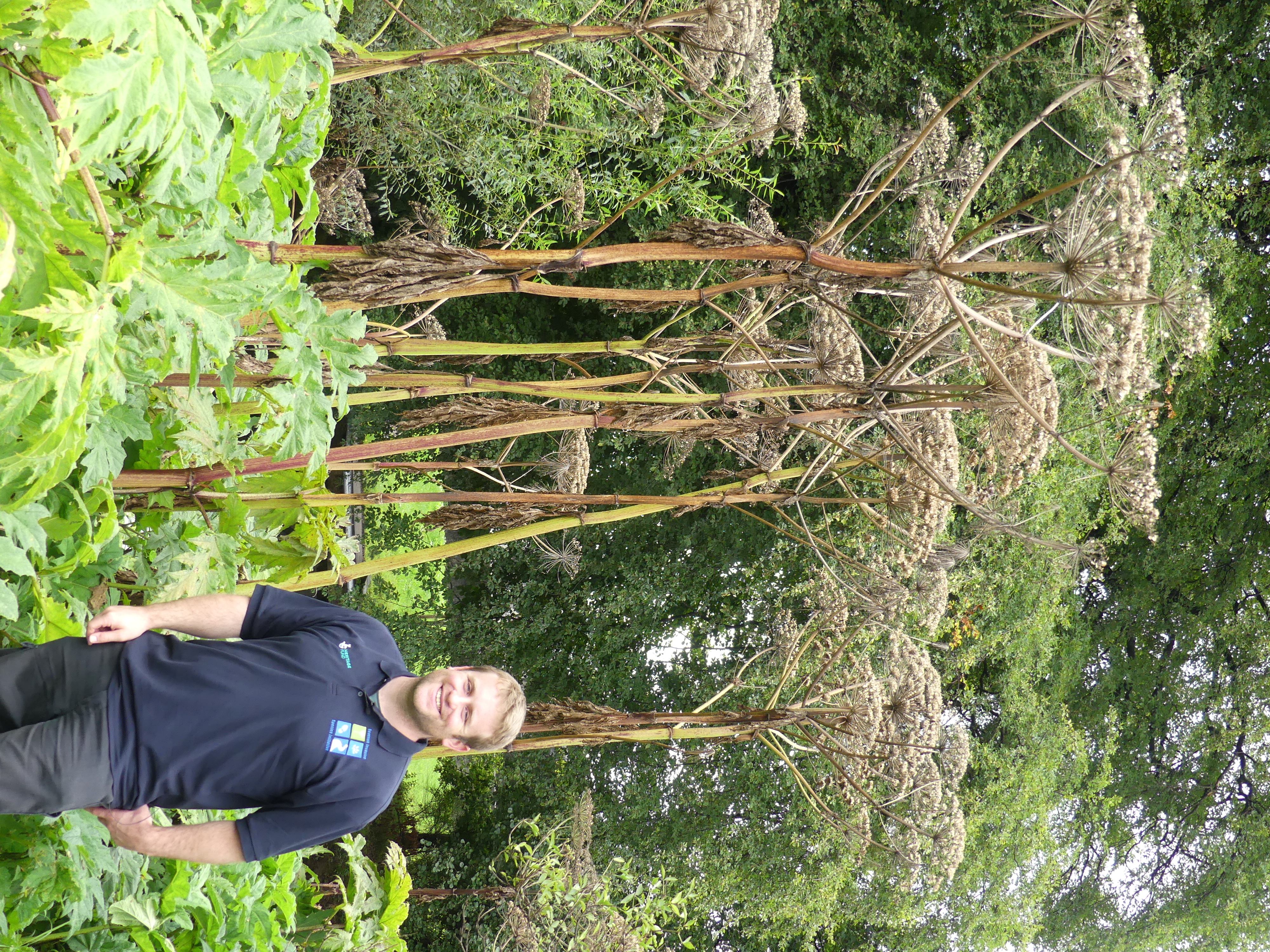Man standing next to giant hogweed - meters taller than him
