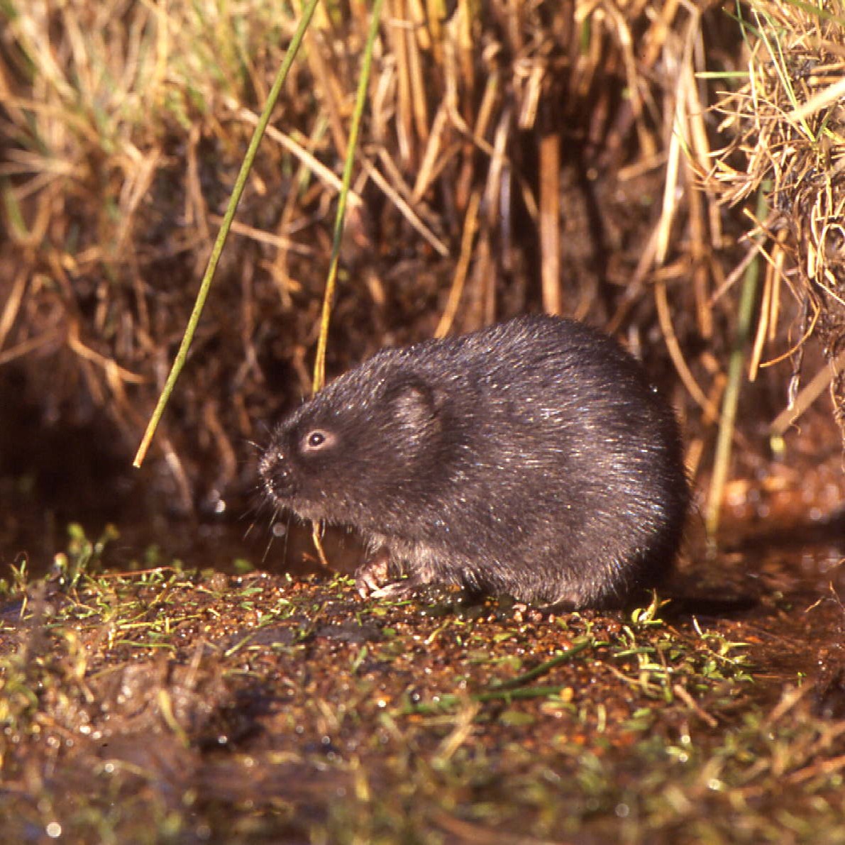 Water vole