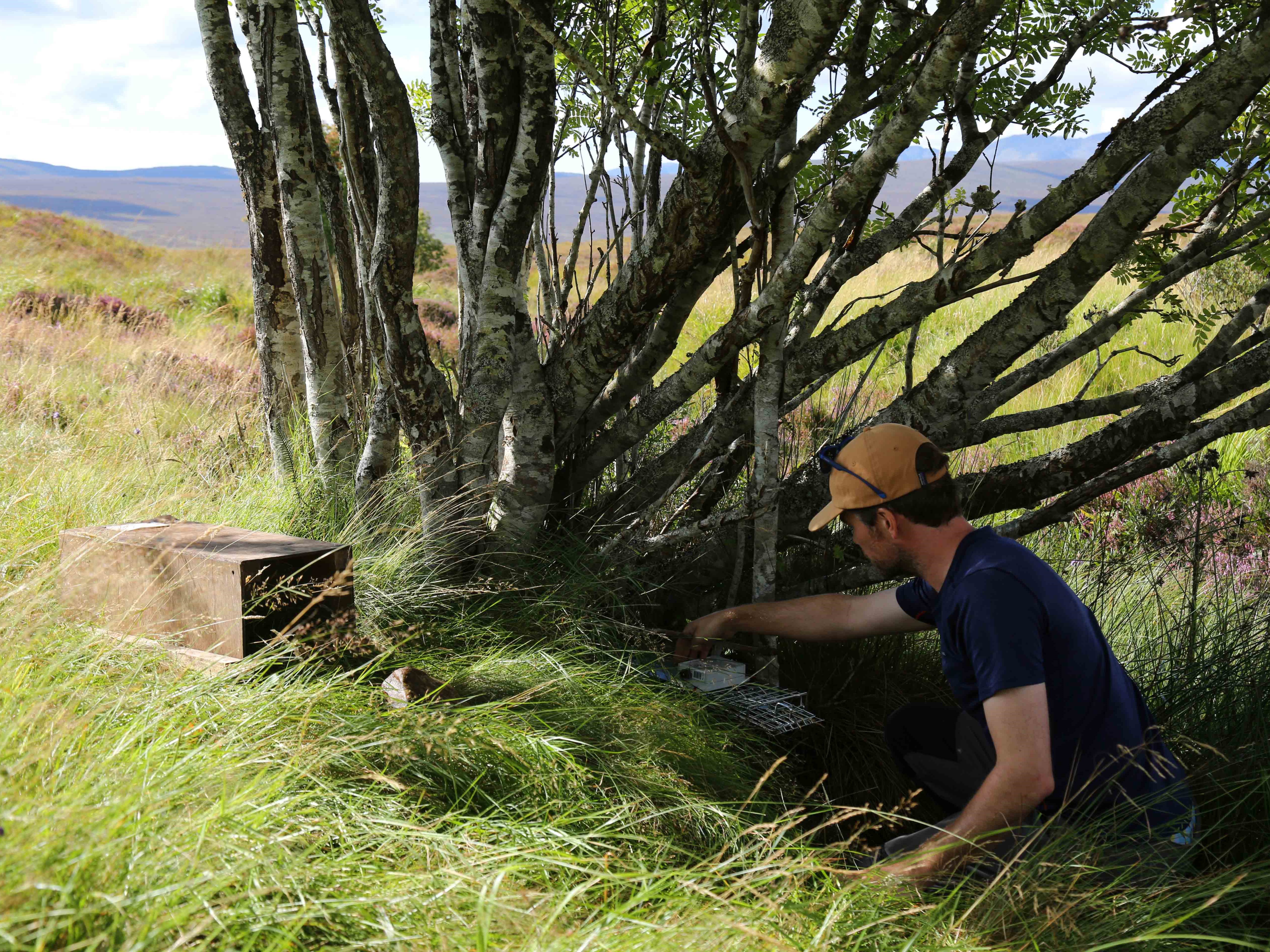 Andrew deploys the mink trap