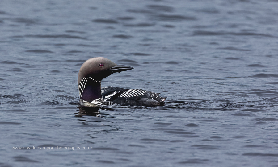 A black throated diver in the water