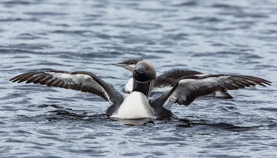 A black throated diver spreads its wings