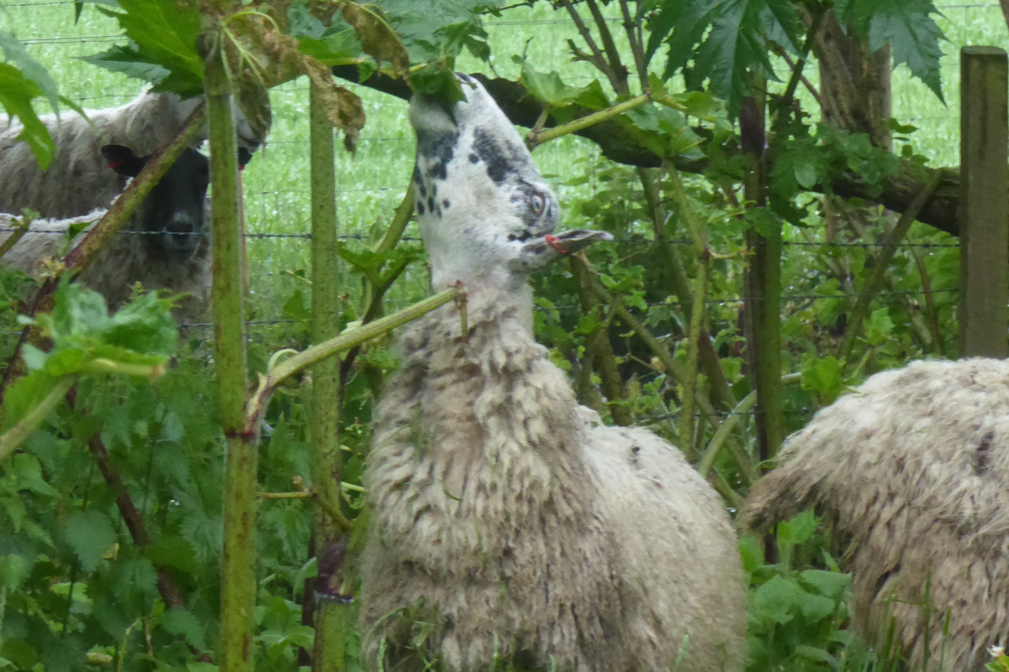 sheep grazing giant hogweed at trial site